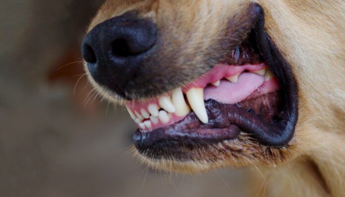 Close up of a dog's snarling mouth ready to fight. Knowing how to stop a dog from fighting is critical to stop this situation from getting worse.