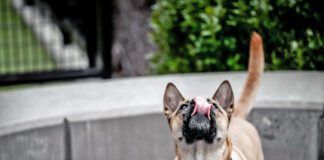 Why is your dog licking the air? The causes could range from an unusual scent to health problems like seizures.