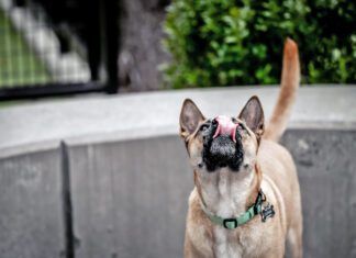 Why is your dog licking the air? The causes could range from an unusual scent to health problems like seizures.