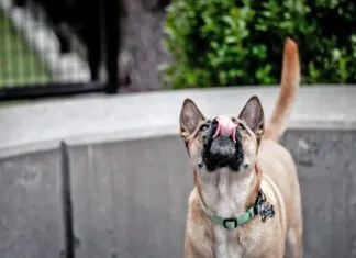 Why is your dog licking the air? The causes could range from an unusual scent to health problems like seizures.