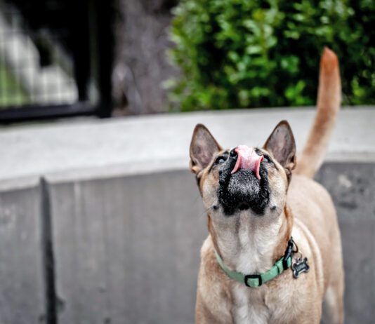 Why is your dog licking the air? The causes could range from an unusual scent to health problems like seizures.