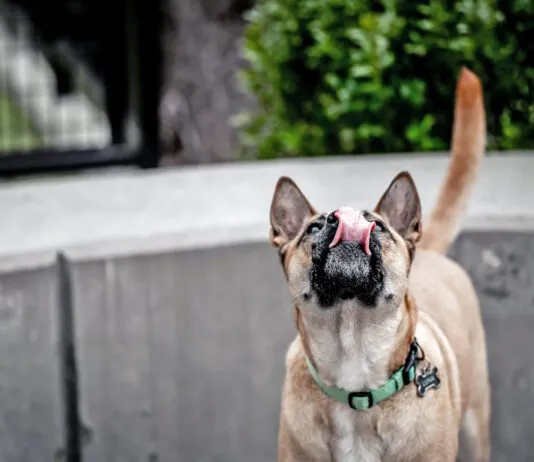 Why is your dog licking the air? The causes could range from an unusual scent to health problems like seizures.