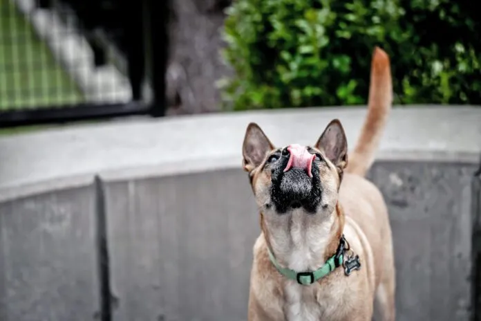 Why is your dog licking the air? The causes could range from an unusual scent to health problems like seizures.