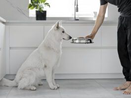 If your dog isn't eating his food, but is eating treats he might be sick or he might just be a picky eater.