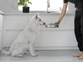 If your dog isn't eating his food, but is eating treats he might be sick or he might just be a picky eater.
