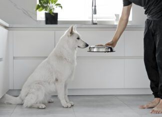 If your dog isn't eating his food, but is eating treats he might be sick or he might just be a picky eater.