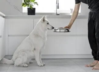 If your dog isn't eating his food, but is eating treats he might be sick or he might just be a picky eater.