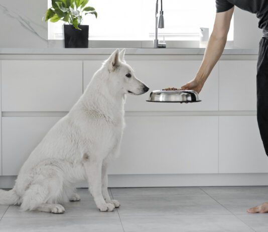 If your dog isn't eating his food, but is eating treats he might be sick or he might just be a picky eater.