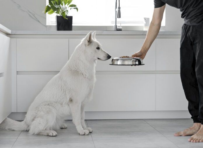 If your dog isn't eating his food, but is eating treats he might be sick or he might just be a picky eater.