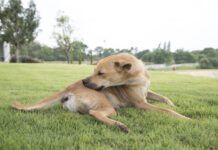 Novel protein diets for dogs can help with skin and other allergies.