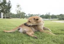 Novel protein diets for dogs can help with skin and other allergies.