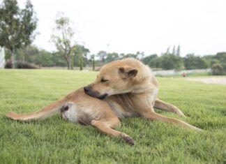 Novel protein diets for dogs can help with skin and other allergies.