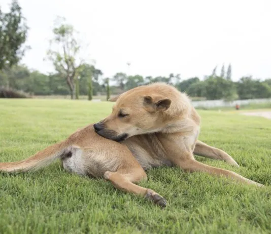 Novel protein diets for dogs can help with skin and other allergies.