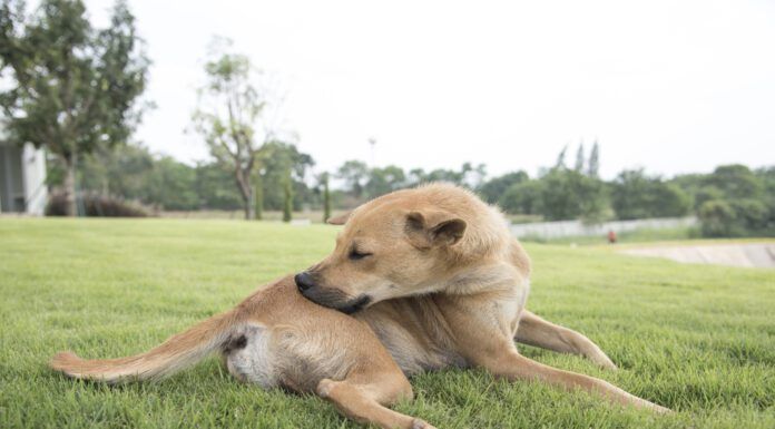 Novel protein diets for dogs can help with skin and other allergies.