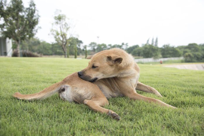 Novel protein diets for dogs can help with skin and other allergies.