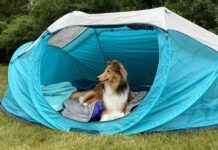 Going camping with your dog can be a fun time for you both especially with the best dog camping gear.