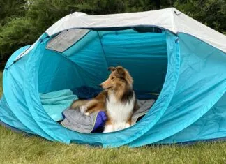 Going camping with your dog can be a fun time for you both especially with the best dog camping gear.
