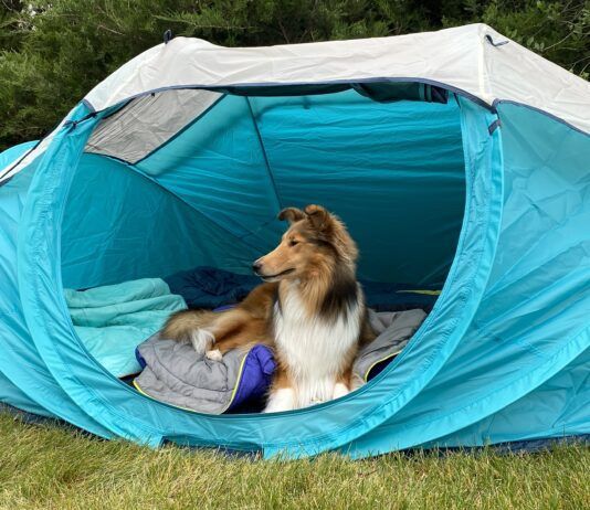 Going camping with your dog can be a fun time for you both especially with the best dog camping gear.