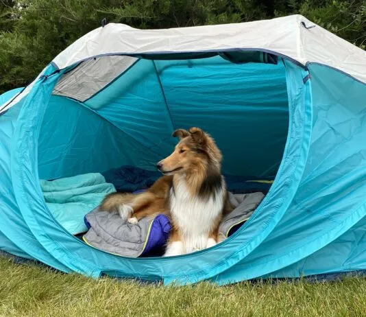 Going camping with your dog can be a fun time for you both especially with the best dog camping gear.