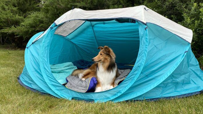 Going camping with your dog can be a fun time for you both especially with the best dog camping gear.