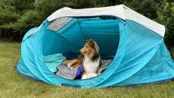 Going camping with your dog can be a fun time for you both especially with the best dog camping gear.