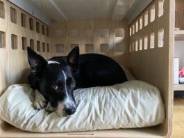 The fable dog bed is one of the best washable dog beds that fits in a crate.