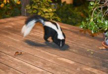When your dog is sprayed by a skunk there are some steps you need to take to mitigate the smell and the risk of injury to your dog.