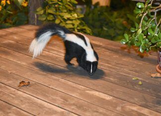 When your dog is sprayed by a skunk there are some steps you need to take to mitigate the smell and the risk of injury to your dog.