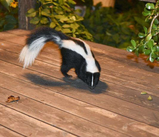 When your dog is sprayed by a skunk there are some steps you need to take to mitigate the smell and the risk of injury to your dog.