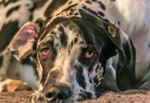 Horner's syndromes in dog's causes changes in one or both eyes.