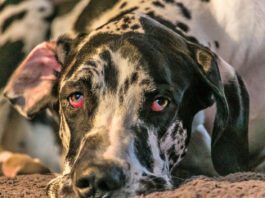 Horner's syndromes in dog's causes changes in one or both eyes.