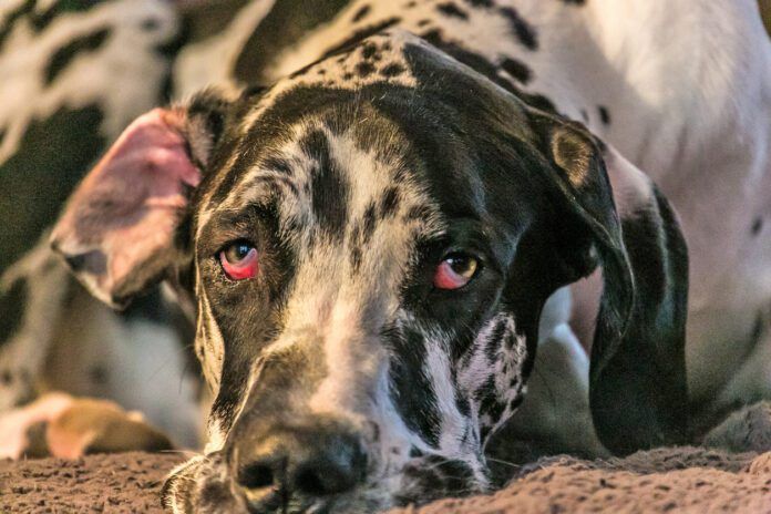 Horner's syndromes in dog's causes changes in one or both eyes.