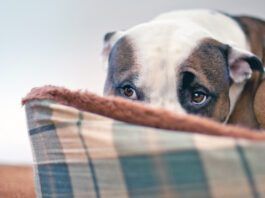 Sileo for Dogs Sileo for dogs can help with anxiety due to noise or other sensitivities.