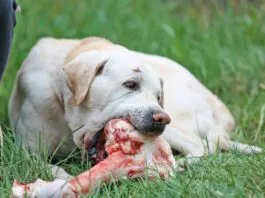 How to brush a dogs teeth when they refuse? Try raw bones that will help them clean their teeth.