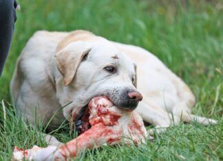 How to brush a dogs teeth when they refuse? Try raw bones that will help them clean their teeth.