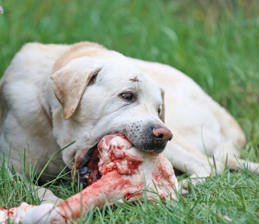 How to brush a dogs teeth when they refuse? Try raw bones that will help them clean their teeth.