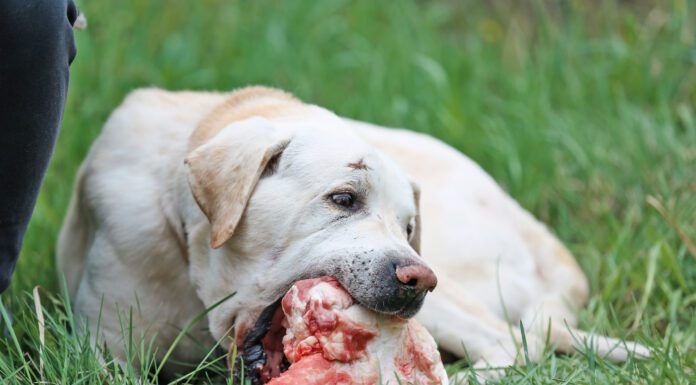 How to brush a dogs teeth when they refuse? Try raw bones that will help them clean their teeth.