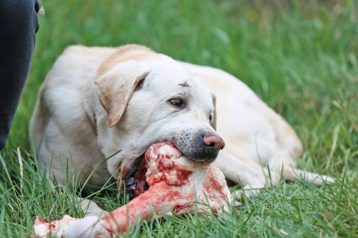 How to brush a dogs teeth when they refuse? Try raw bones that will help them clean their teeth.