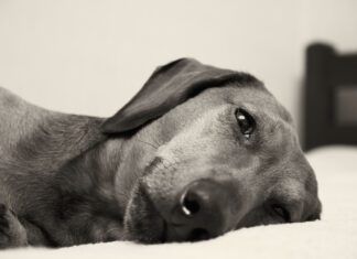 Signs your dog is in pain can be subtle and include fatigue, pacing, and aversion to touch.