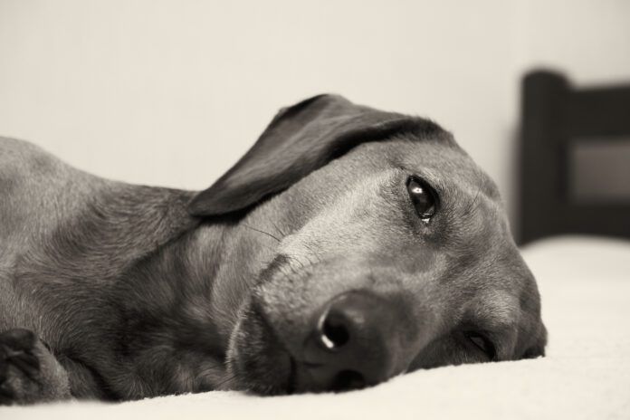 Signs your dog is in pain can be subtle and include fatigue, pacing, and aversion to touch.