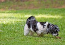 Dogs can get norovirus from a variety of sources, including other dogs.