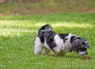 Dogs can get norovirus from a variety of sources, including other dogs.