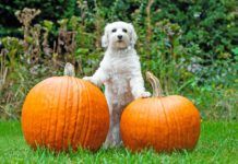 High-fiber dog foods often contain pumpkin, a fiber recommended by many veterinarians.