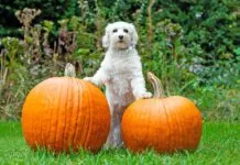 High-fiber dog foods often contain pumpkin, a fiber recommended by many veterinarians.