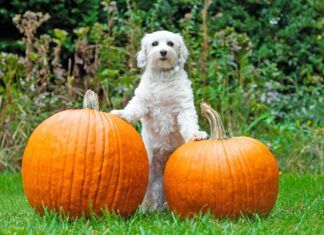 High-fiber dog foods often contain pumpkin, a fiber recommended by many veterinarians.