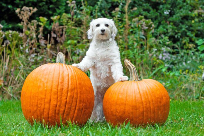 High-fiber dog foods often contain pumpkin, a fiber recommended by many veterinarians.