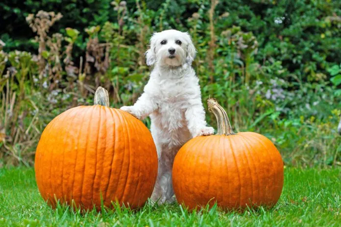 High-fiber dog foods often contain pumpkin, a fiber recommended by many veterinarians.