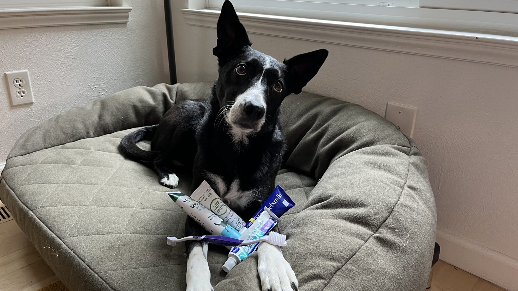 Best Toothpastes for Dogs - Whole Dog Journal