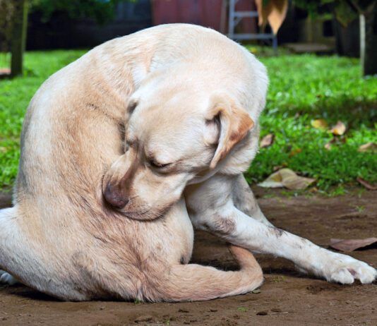 Do Allergy Shots Offer Lasting Relief for Dogs? A dog allergy shot using one or two common medications can offer long term itch relief.