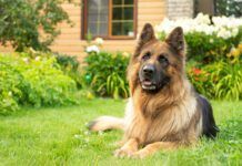 Pet safe weed killer can keep your yard looking great while keeping your dog safe.